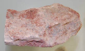 Fossilized bone fragment