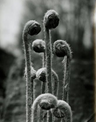 Untitled [exterior shot of eight fiddleheads of the cinnamon fern, Osmunda cinna