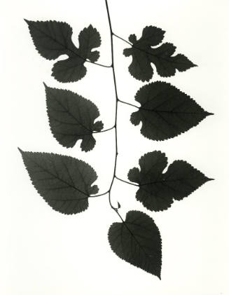 Seven Morus alba (White Mulberry) Leaves on a Branch