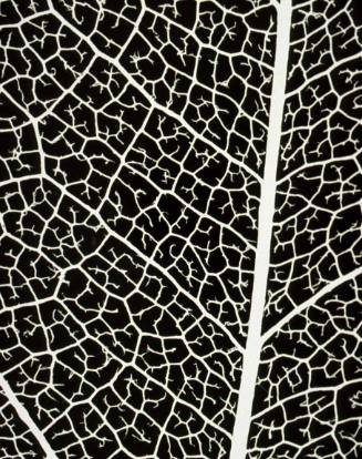 Leaf Detail (negative)