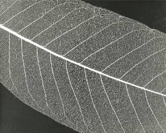 Unspecified Dictyledon Leaf