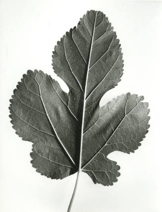Morus alba (White Mulberry) Leaf