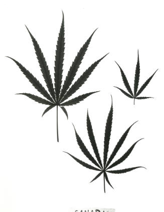 Untitled [cannabis]
