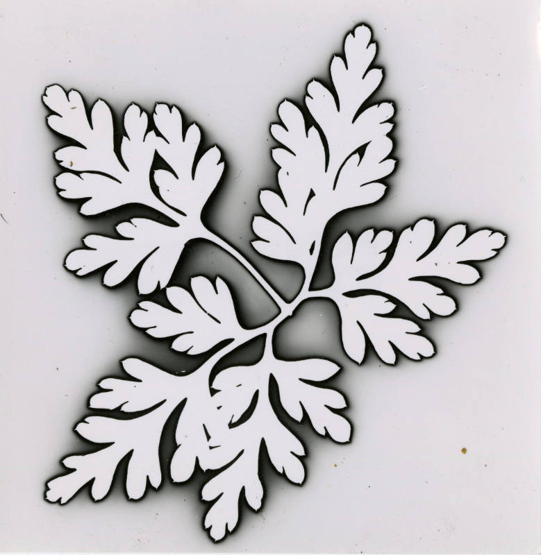Patterns of a Leaf