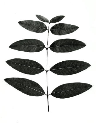 Untitled [branch with 10 thin, horizontal leaves]