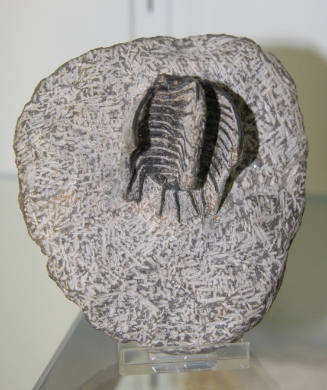 Koneprusia brutoni (Trilobite)