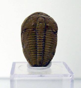 Elrathia kingii (Trilobite)
