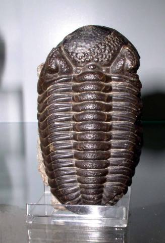 Phacops rana (Trilobite)