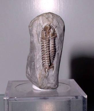 Xylabion sp. (Trilobite)