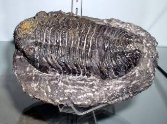 Drotops megalomanicus (Trilobite)