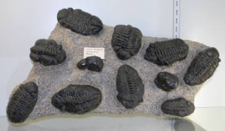 Eleven Phacops (trilobite) in matrix