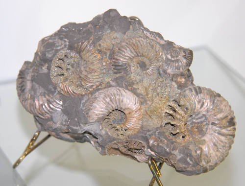 Ammonites